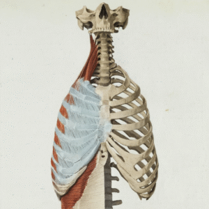 Mobilizing the Ribcage