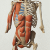 Identifying & Working with Diastasis Recti in Clients