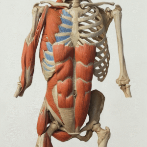 Identifying & Working with Diastasis Recti in Clients