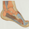 MFR for the Ankles & Feet