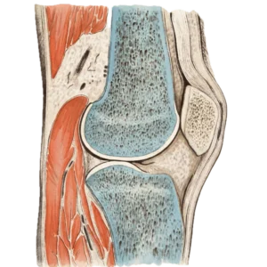 Myofascial Release Techniques for the Knee