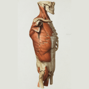 Body Reading, Assessment & Treatment Design