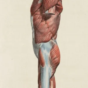 Advanced Massage Therapy: Techniques in Side Lying & Alternate Positions